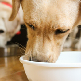 解凍後は2日以内に 与えましょう